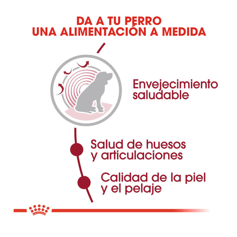 Royal Canin Medium 10+ Ageing pienso para perros, , large image number null